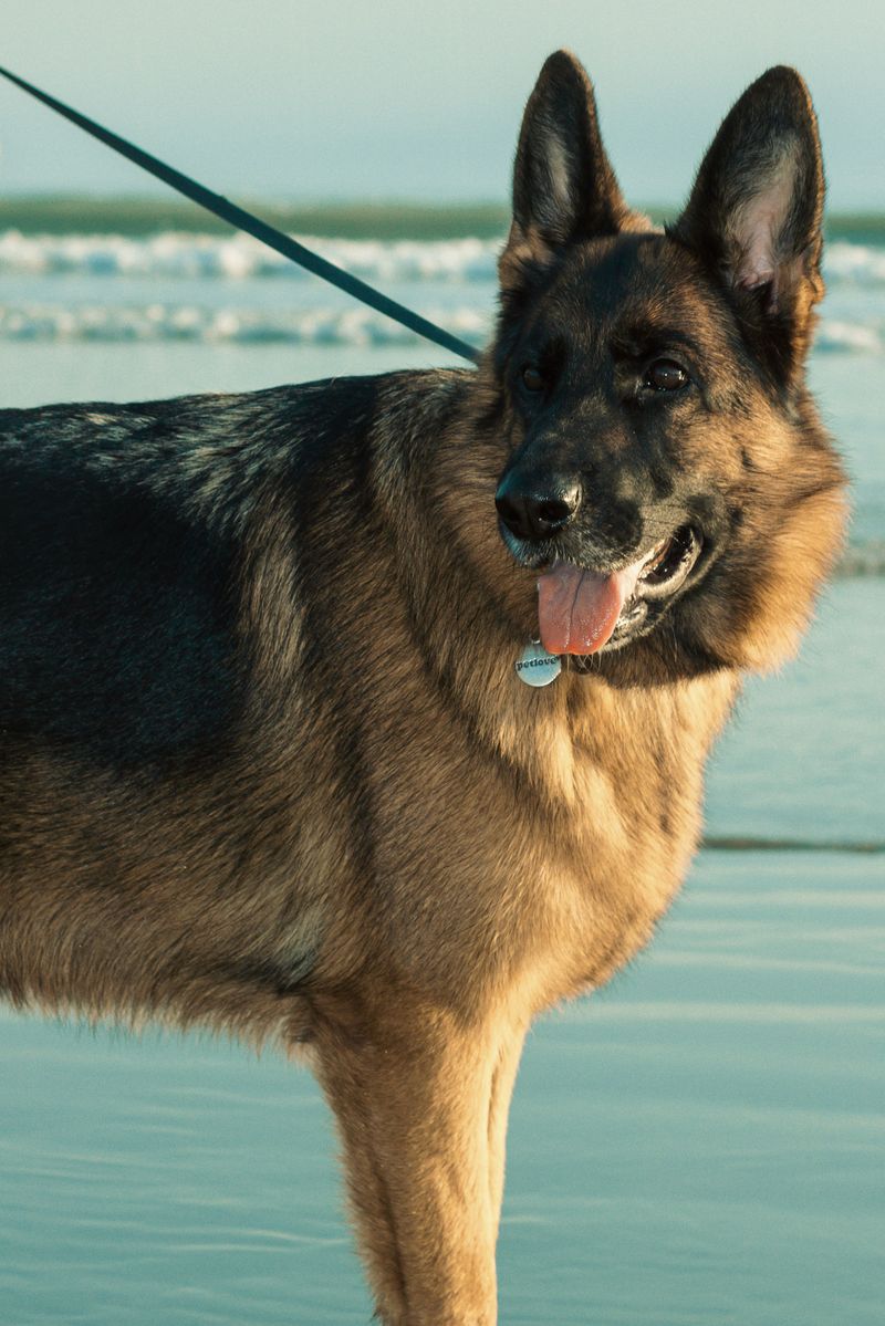 Think family dogs divide their affection equally? These breeds may create a very different pecking order 5 German Shepherd