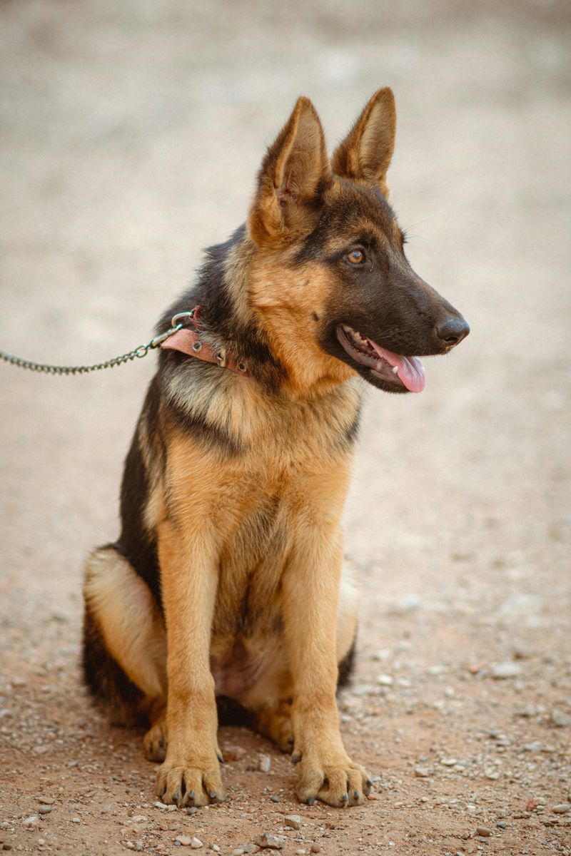 16 Protective Dog Breeds Families Trust to Guard the Home 2 German Shepherd