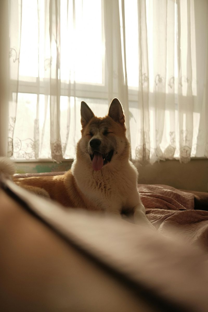 16 dog breeds that love you deeply without acting clingy 2 Akita