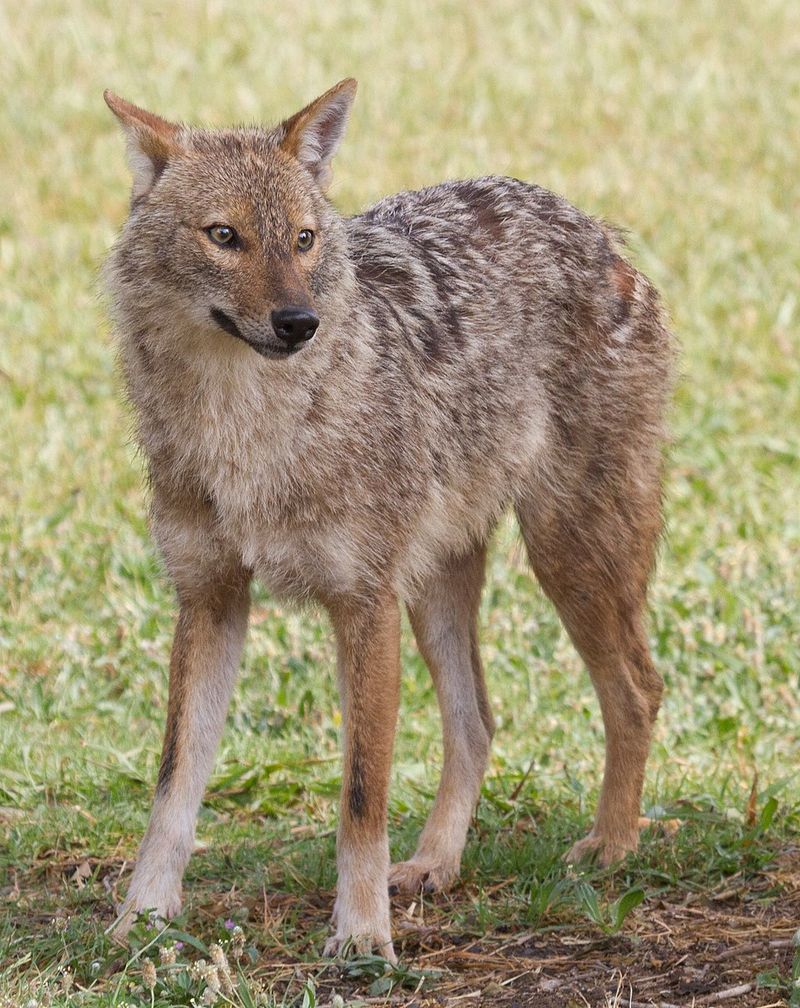 Golden Jackal (rare in certain regions)