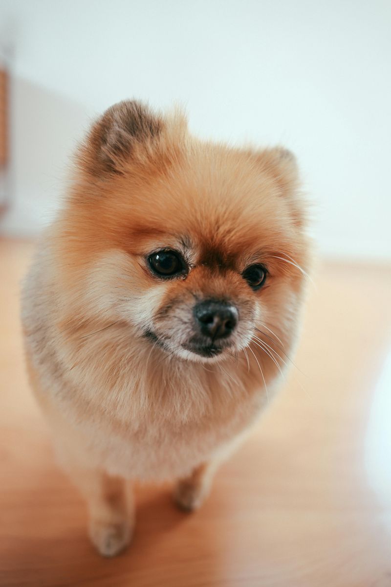 14 Dog Breeds That Think the Mail Carrier Is Their Greatest Rival 12 Pomeranian