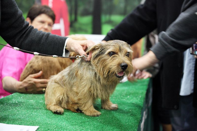 Norfolk Terrier