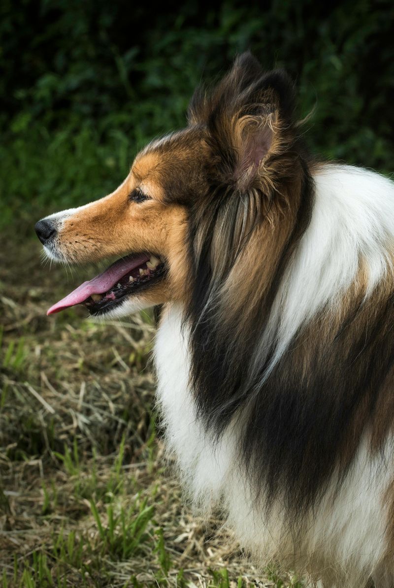 Shetland Sheepdog