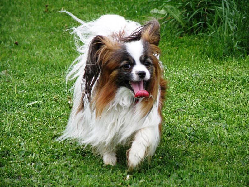 Show these clever dogs how the house works and they may learn the routine before you expect 2 Papillon
