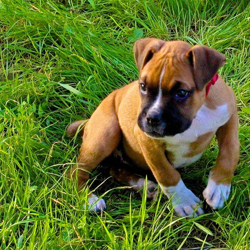 Once bonded, these 13 dogs never let go 13 Boxer