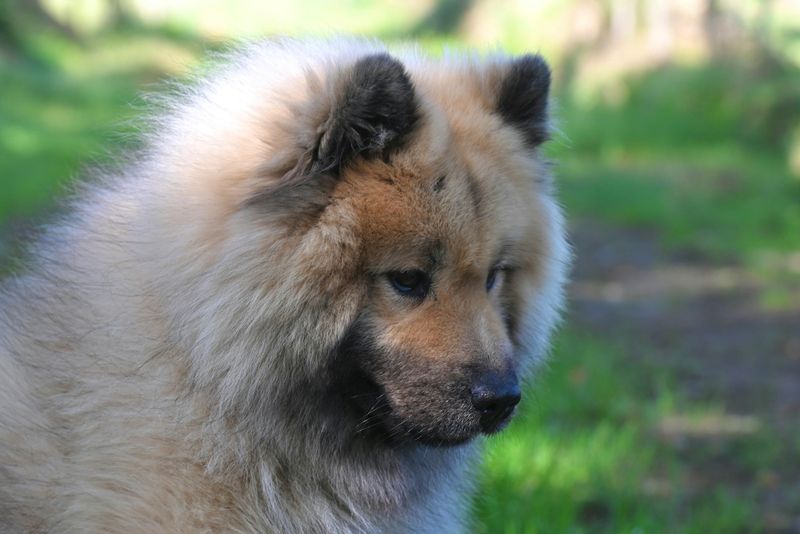 14 Easygoing Dog Breeds Tailor Made for Relax First Owners 13 Chow Chow