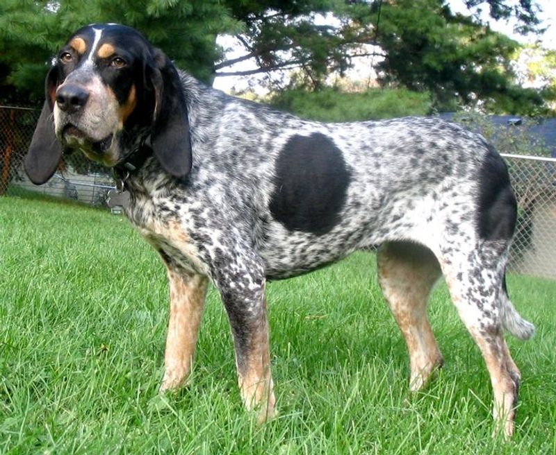21 dog breeds that work best when they have a real job to do 16 Bluetick Coonhound