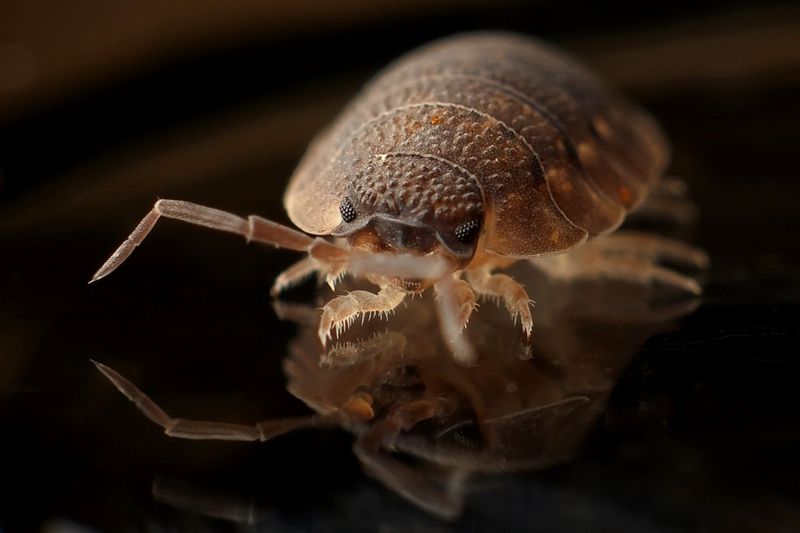 These 14 scents reveal just how extraordinary a dog's nose really is 14 Bed bugs