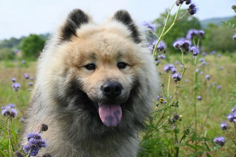 Eurasier