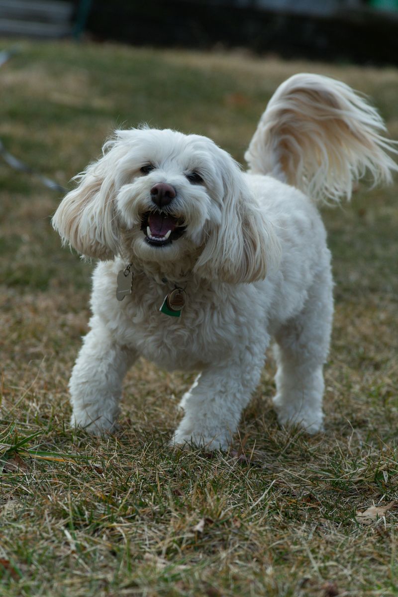 Regular Tail Wags in Familiar Settings