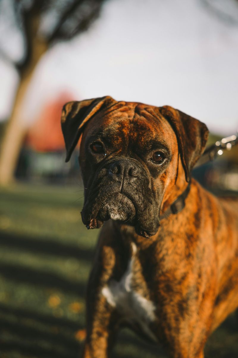 26 Dog Breeds Historically Associated with Strong Defensive Behavior 19 Boxer