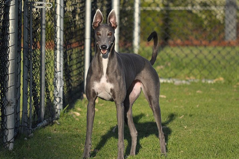 The best part about these dog breeds isn't how they play - it's how well they unwind afterward 3 Greyhound