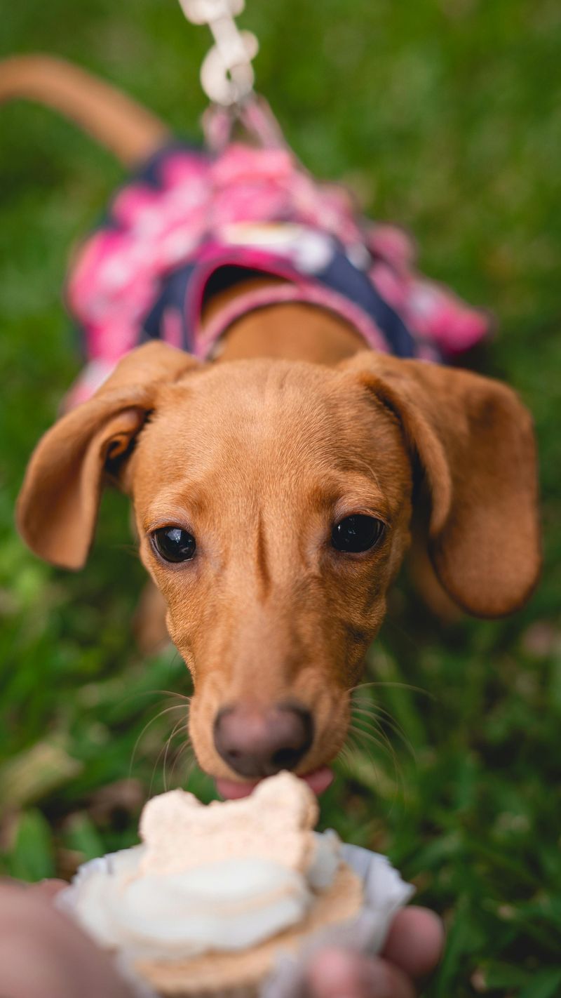 12 dogs that love food so much owners have to stay alert 4 Dachshund