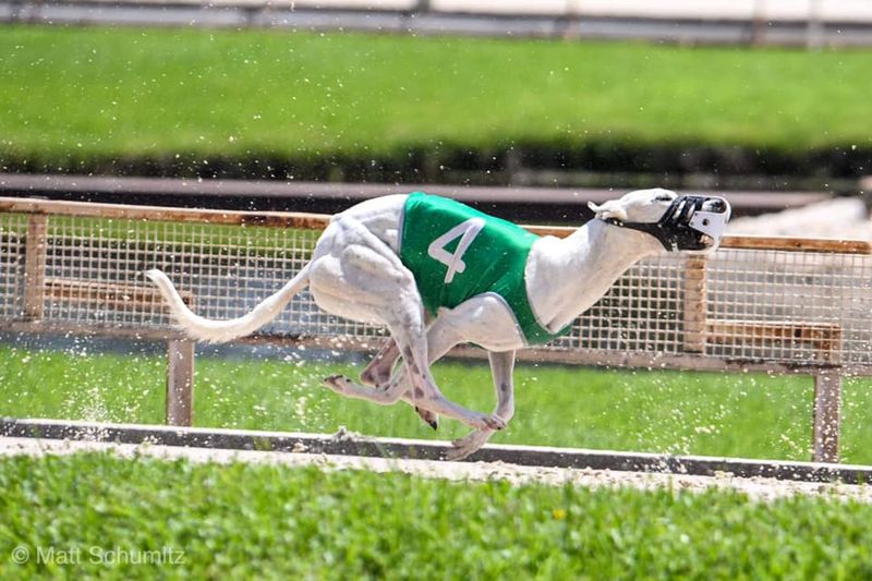 Greyhound