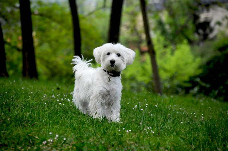 Your sofa doesn't need to grow a second coat every week - These dogs tend to shed less 5 Maltese