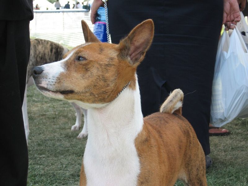 Basenji