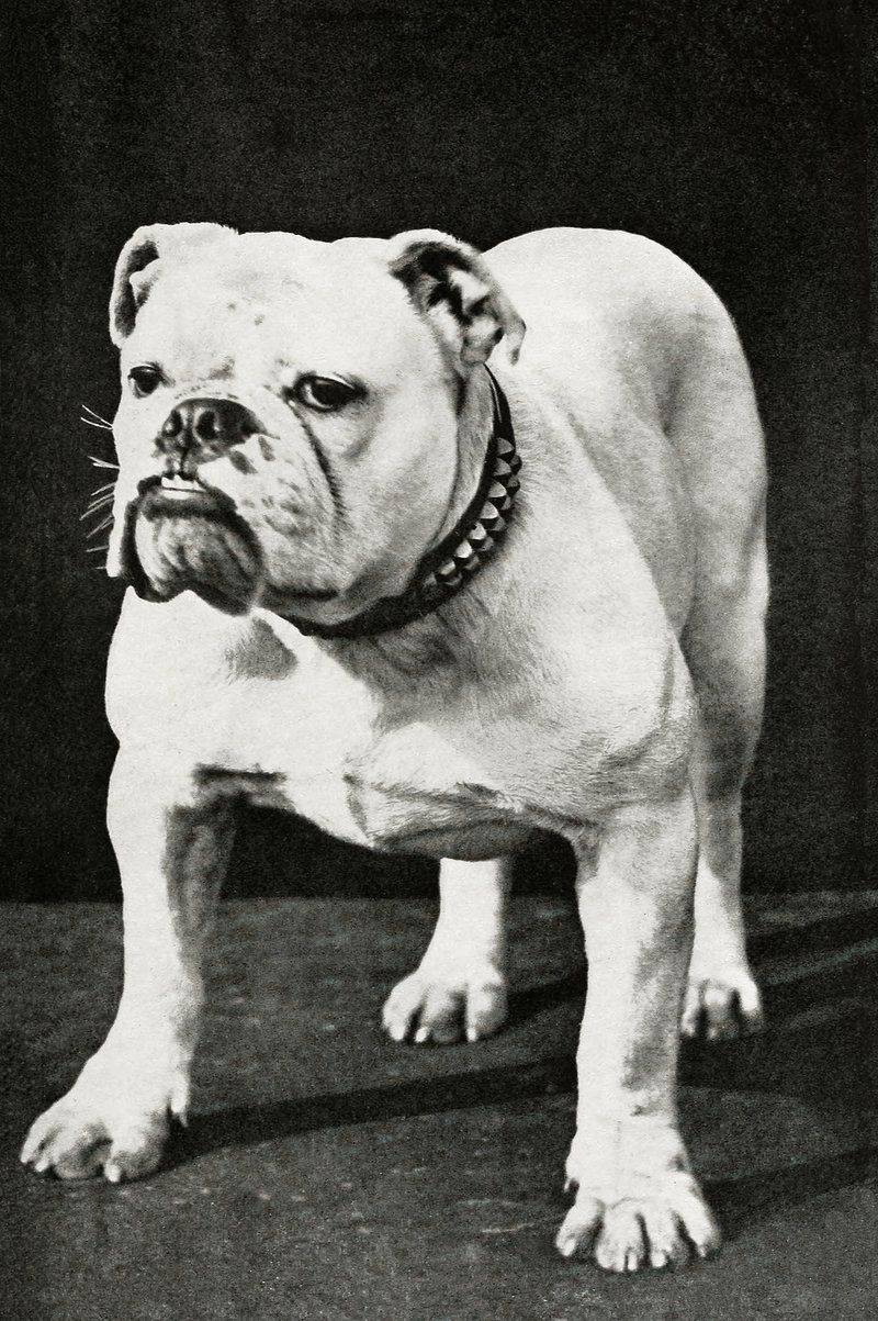 25 Dog Breeds Known for Their Independent or Stubborn Nature 4 Bulldog
