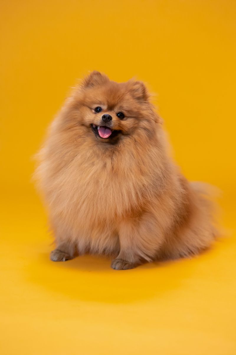 12 fluffy dog breeds that can make your favorite blanket seem a little less necessary 3 Pomeranian
