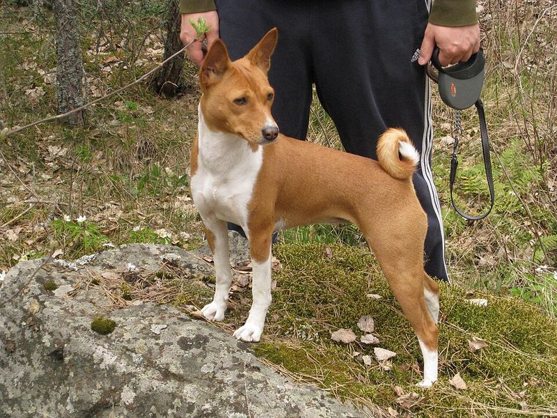 Living with these dog breeds often teaches owners to communicate more thoughtfully 3 Basenji