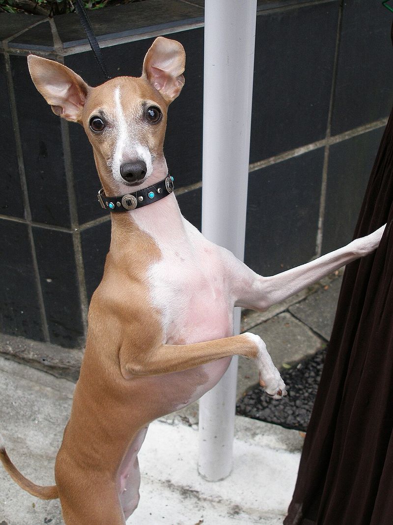 Tired of finding toy stuffing everywhere? These dogs tend to play with a little less demolition 10 Italian Greyhound