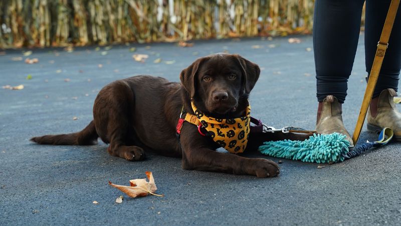 10 independent dog breeds that don't live to follow commands - plus 3 eager-to-please opposites 13 Labrador Retriever: Ready for the next job