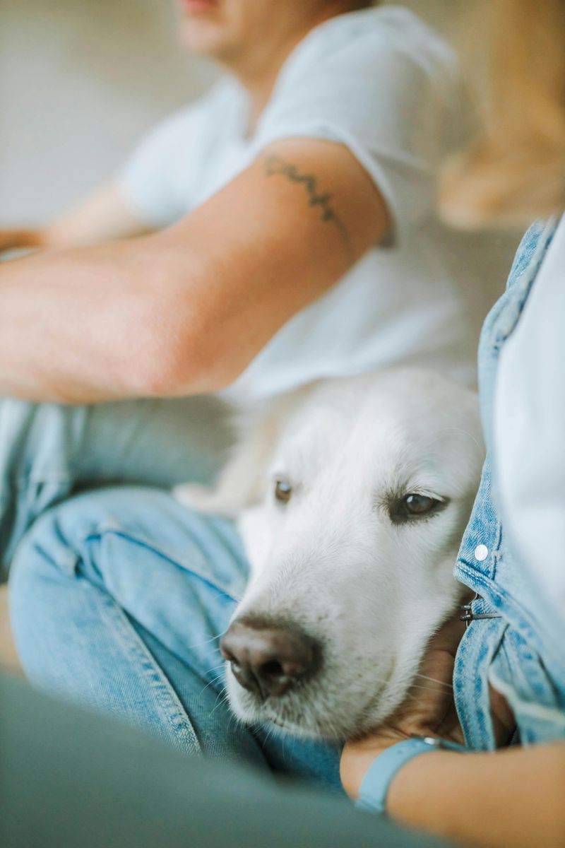 11 Emotional Behaviors You’ll Often See in a Newly Rescued Dog 5 Sudden Bursts of Affection Once Trust Begins