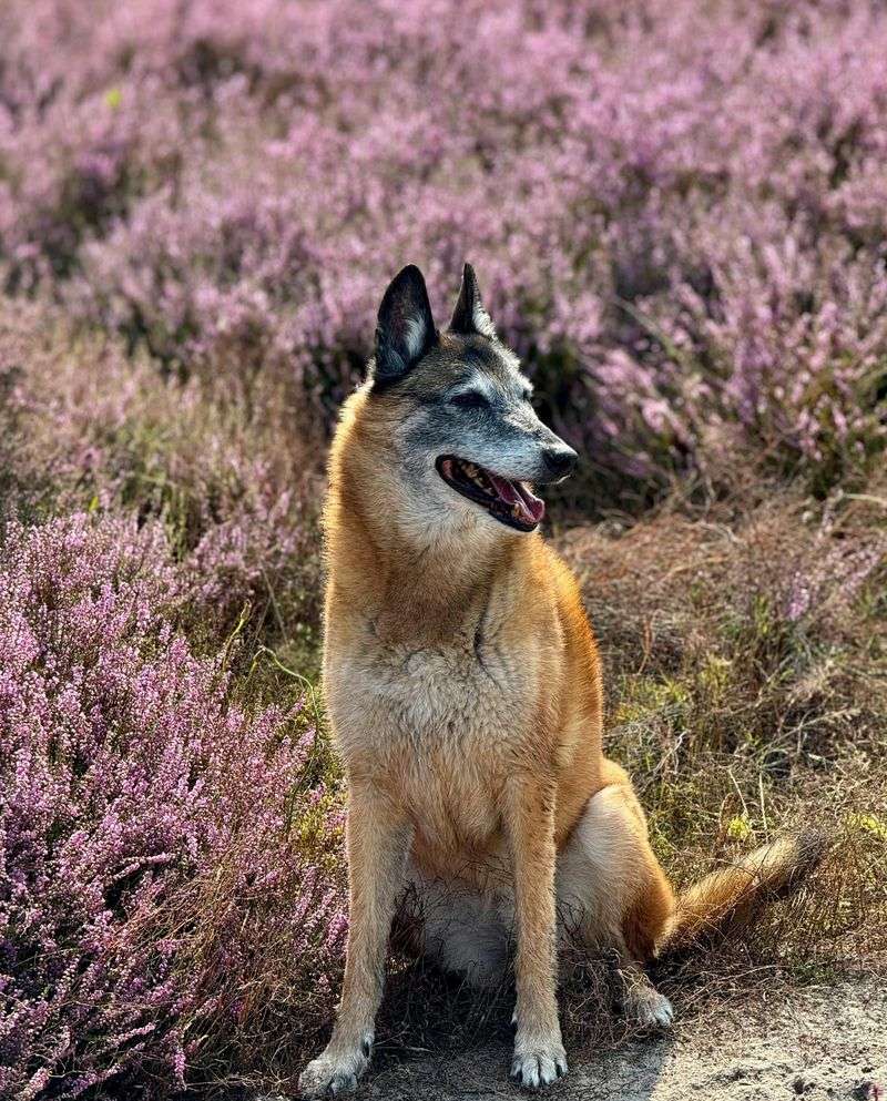 Belgian Malinois