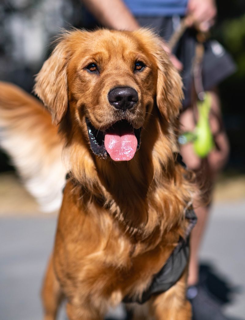 These charming floppy-eared breeds include familiar favorites and overlooked dogs worth discovering 4 Golden Retriever: Sunshine With Fur