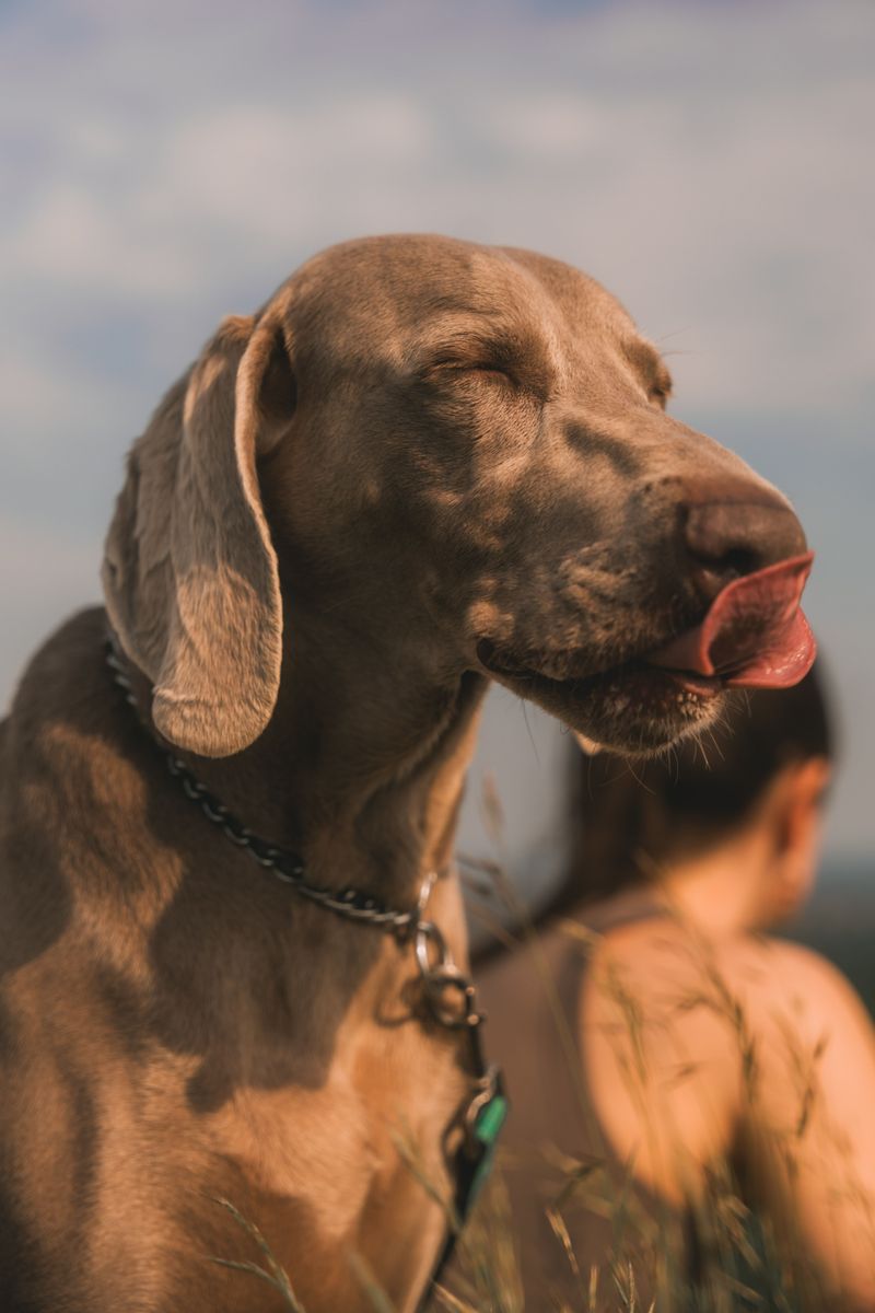 Weimaraner