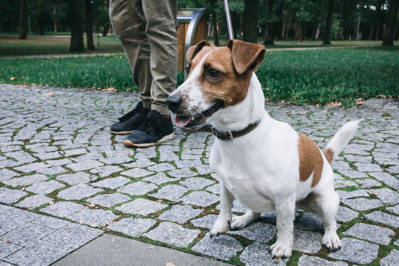 Nail day becomes a major household event with these 12 expressive breeds 6 Jack Russell Terrier