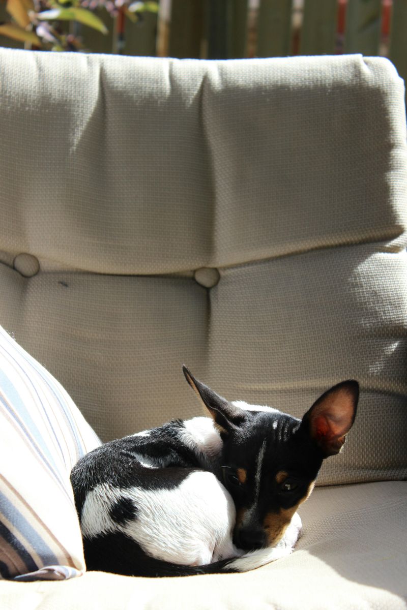 Rat Terrier
