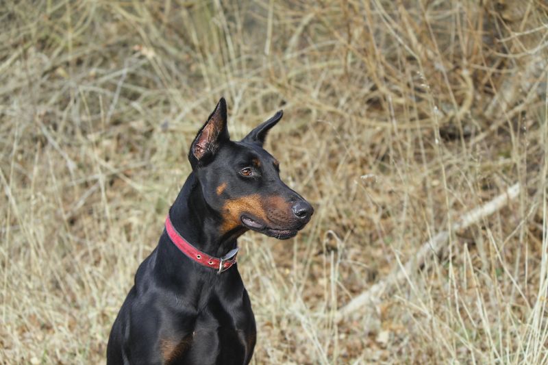 19 Emotionally Sensitive Dog Breeds That Need Constant Companionship 17 Doberman Pinscher
