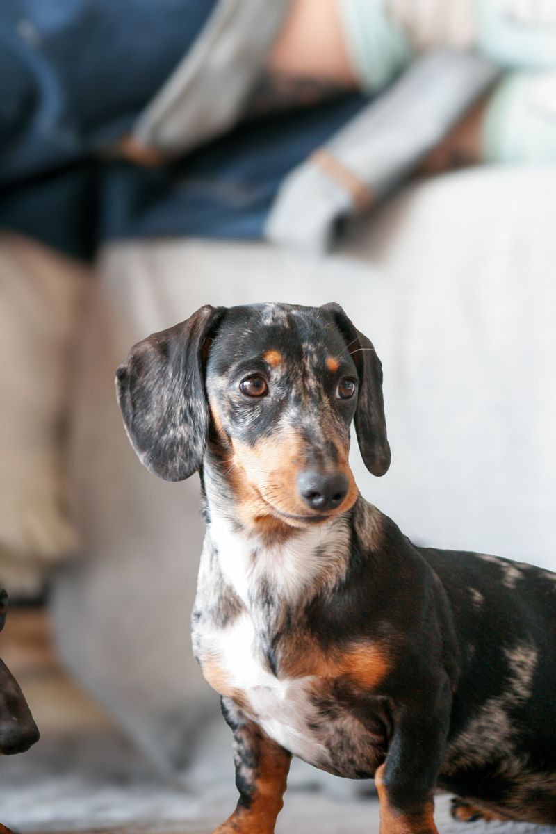These 10 reeds that can make off-leash freedom a much bigger gamble than owners expect 6 Dachshund