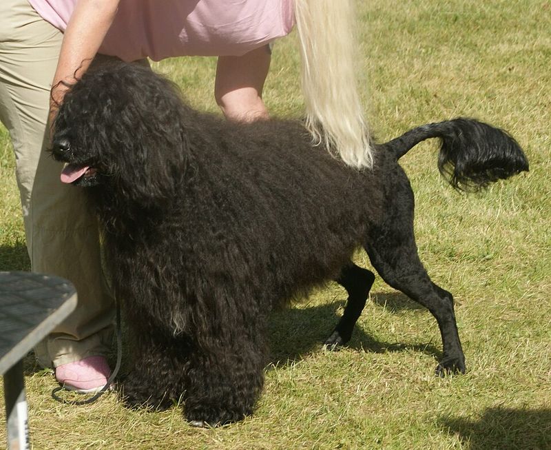Portuguese Water Dog