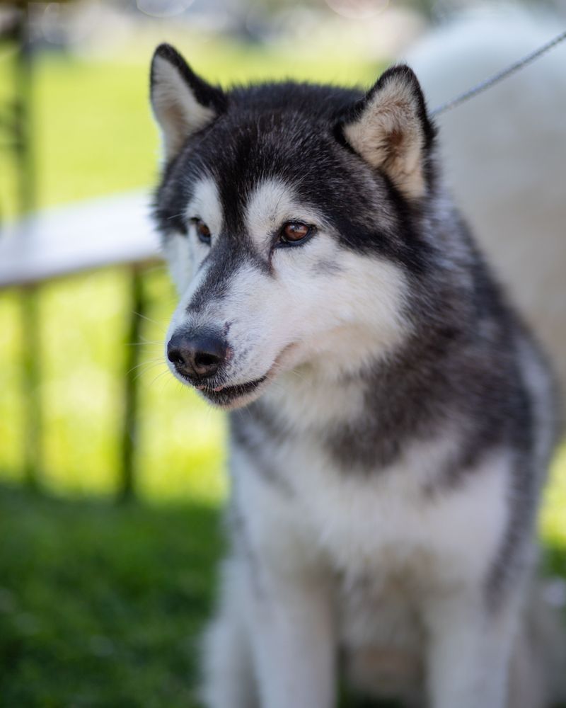 Siberian Husky