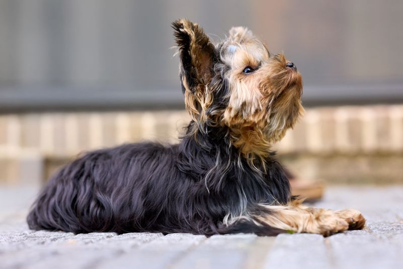 Yorkshire Terrier
