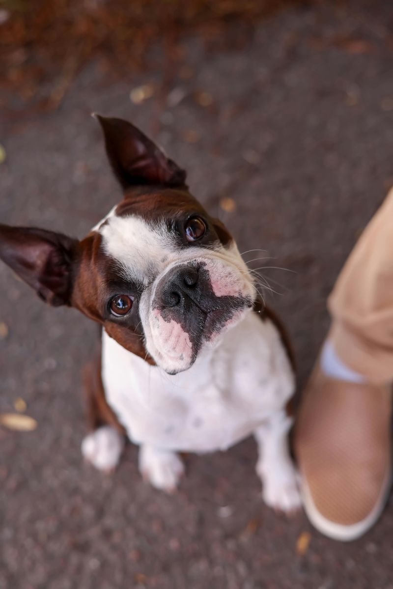 Boston Terrier