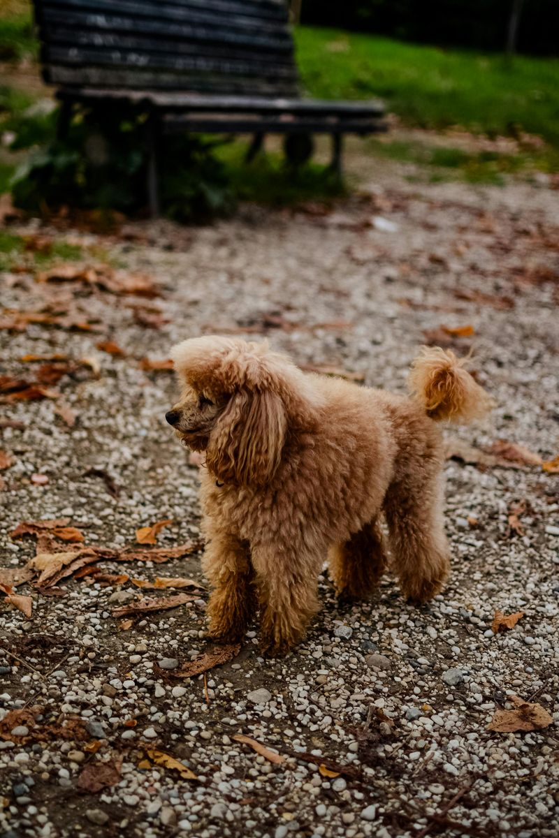 Poodle (Standard or Miniature)