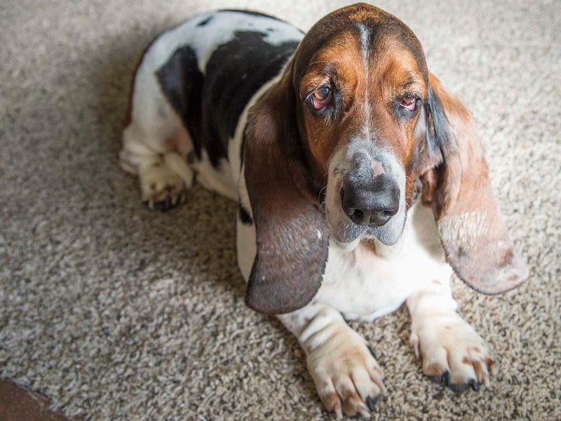 Basset Hound