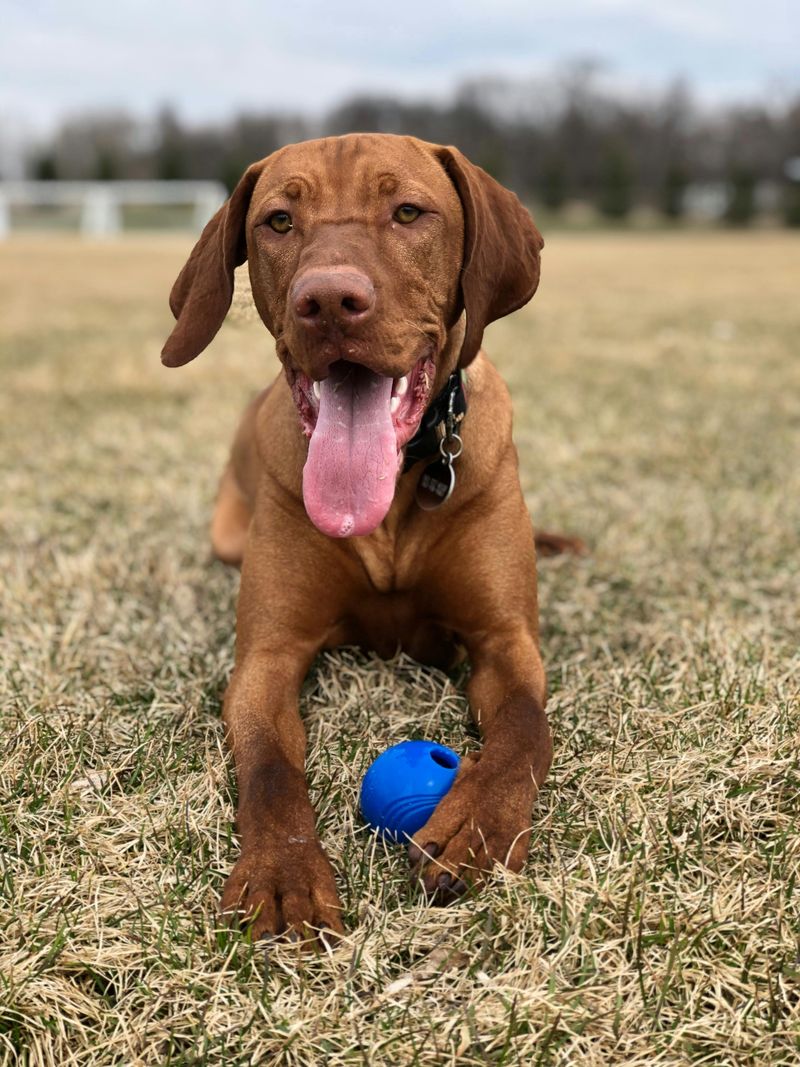 25 Social Dog Breeds That Thrive on Meeting New People 15 Vizsla