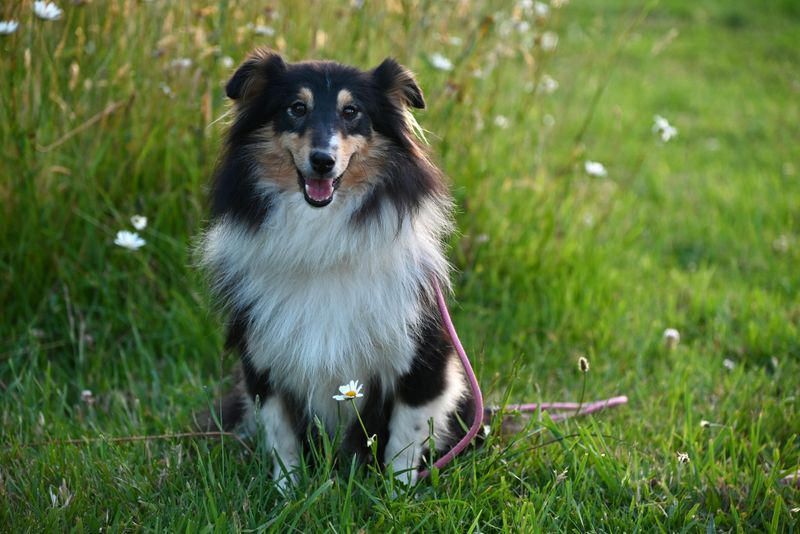 28 Dog Breeds Especially Devoted to Family Life 15 Shetland Sheepdog