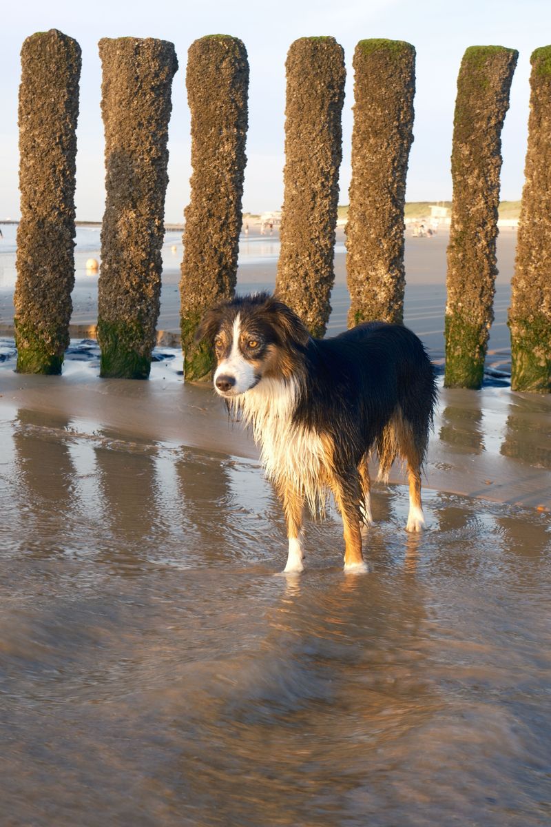 Australian Shepherd
