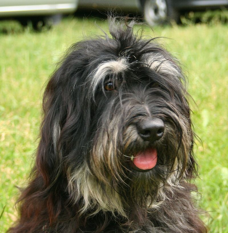 Portuguese Sheepdog (Cão da Serra de Aires)
