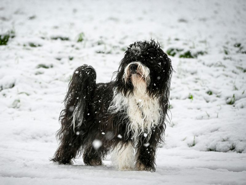 Tibetan Terrier