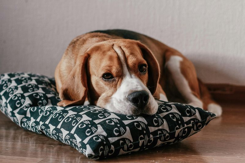18 Dog Types That Will Do Anything For Food (And Need Strict Portion Control) 4 Beagle