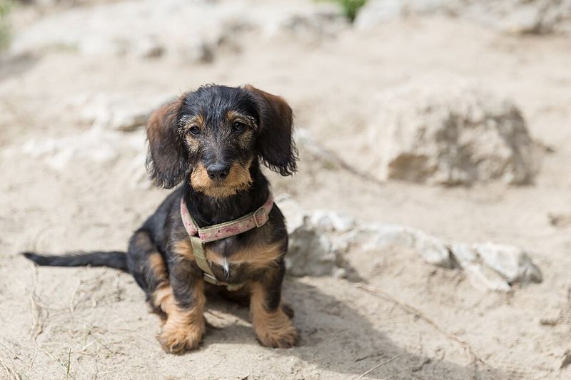 Big dog lovers may want to reconsider after meeting these 12 surprisingly impressive little breeds 4 Dachshund