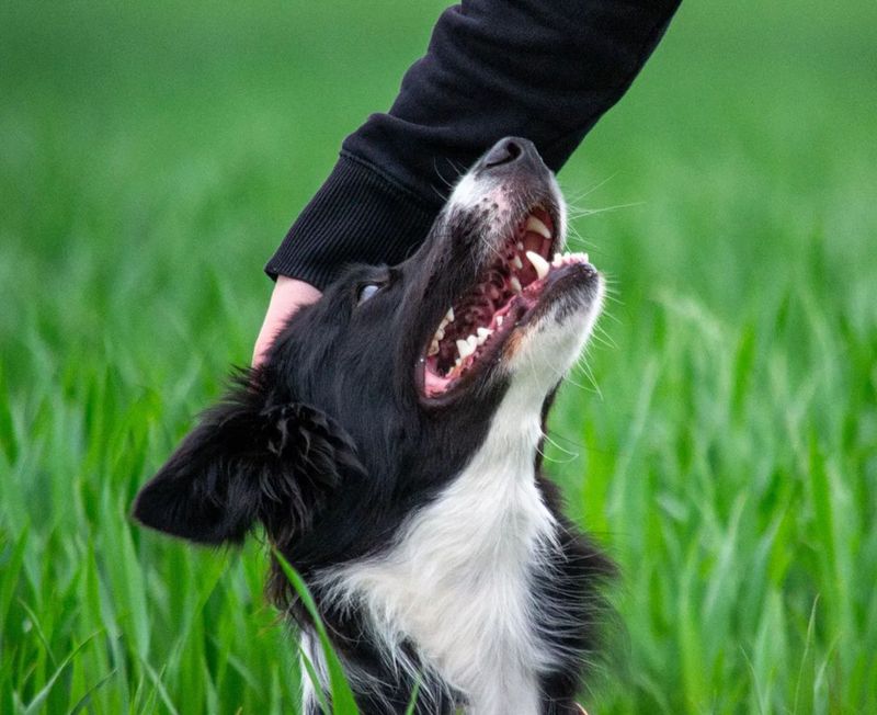 18 dog breeds people think are perfect family pets - until they discover the hidden challenges, plus 4 breeds that are even tougher 9 Border Collie