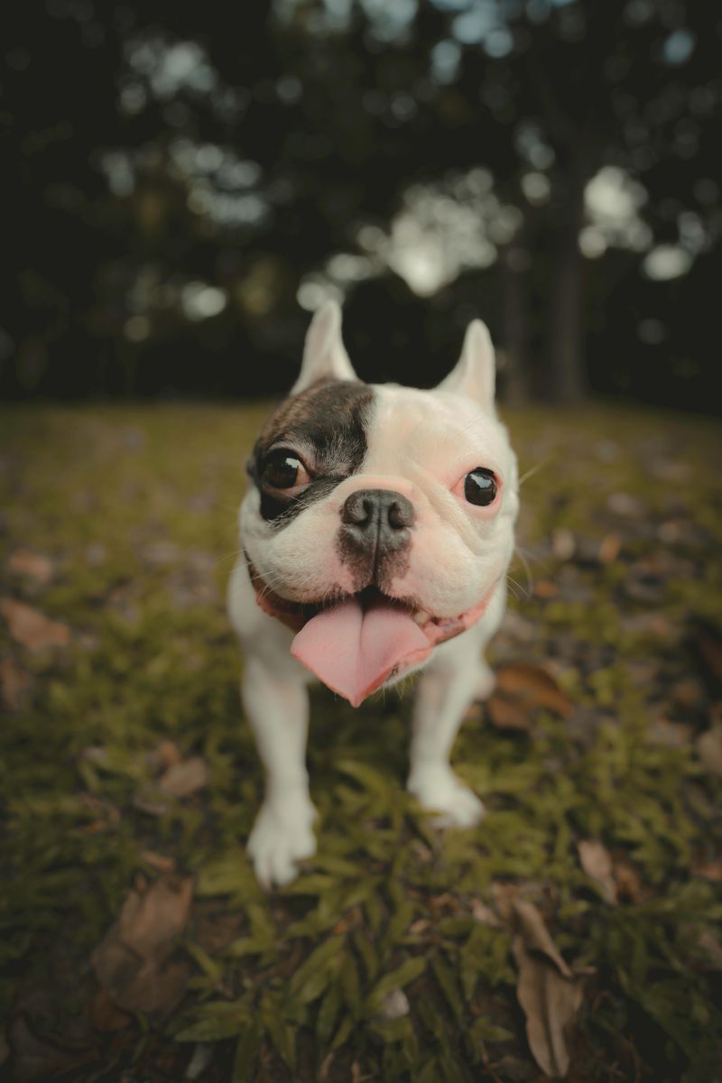 French Bulldog