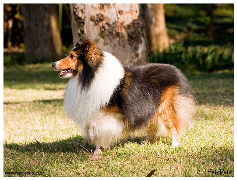 You don't always need to explain a bad day - these dog breeds may notice the change before anyone else 5 Shetland Sheepdog