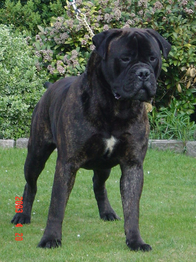 Built for serious jobs, these dog breeds combine powerful physiques with impressive jaws 8 Bullmastiff